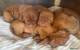 Hungarian Vizsla dogs for sale: Hungarian Vizsla puppies - Image 2