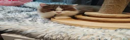 British Longhair cats for sale: Tica registered cinnamon bi colour  - Advert 17