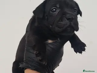 Staffordshire Bull Terrier dogs 🔴🔵⚫️Amazing Champion Bred staffys - Advert 7