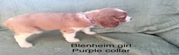 Cavalier King Charles Spaniel dogs for sale: Cavalier King Charles Spaniels - Advert 17