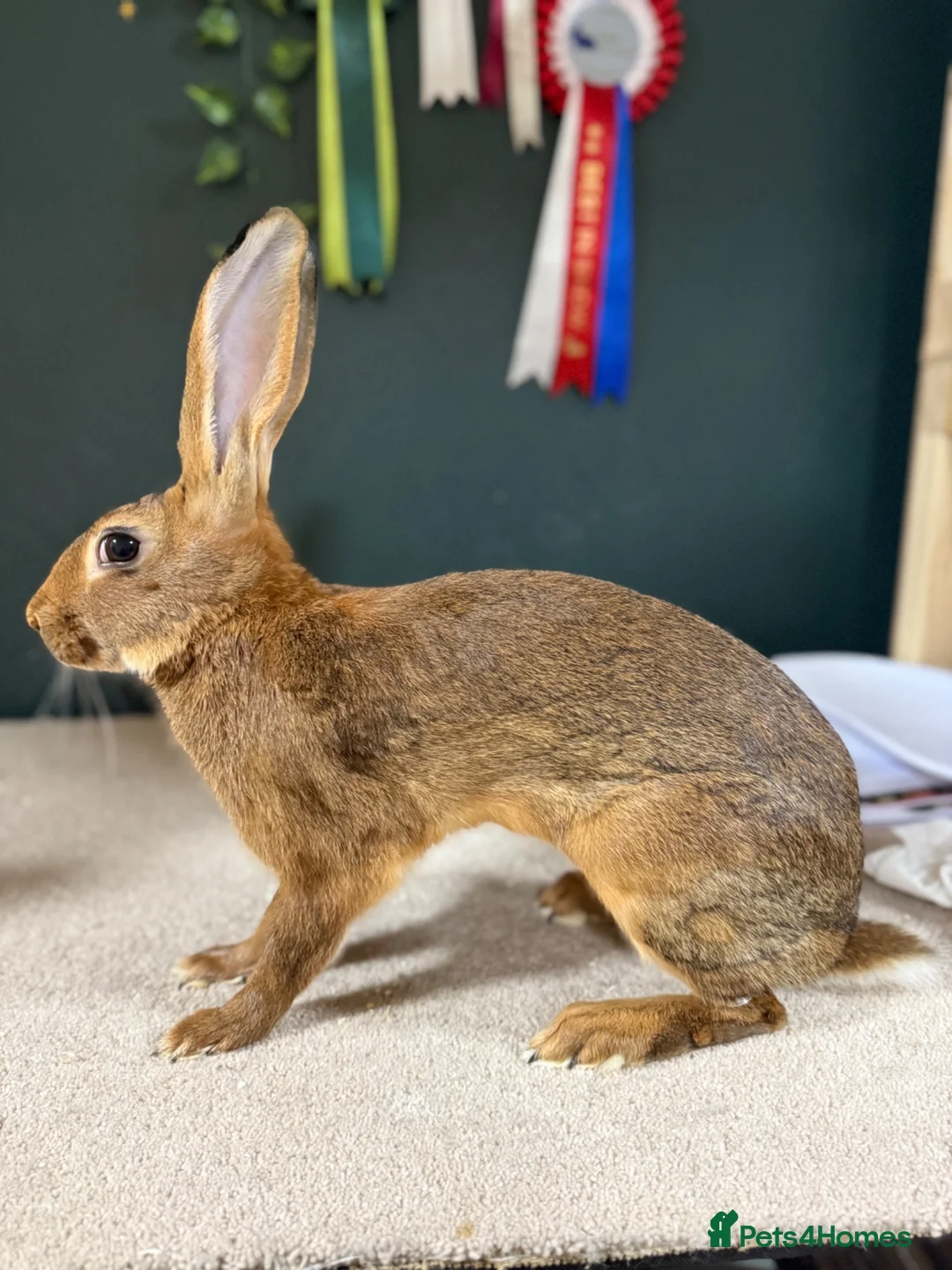 Belgian Hares rabbits for sale: Belgian Hares Bucks - Advert 1