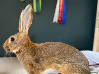 Belgian Hares rabbits Belgian Hares Bucks - Advert 6