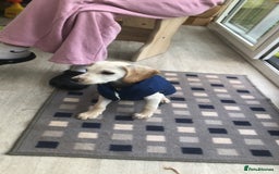 Mixed Breed dogs for sale: Milo spaniel cross jack russell pup - Image 2