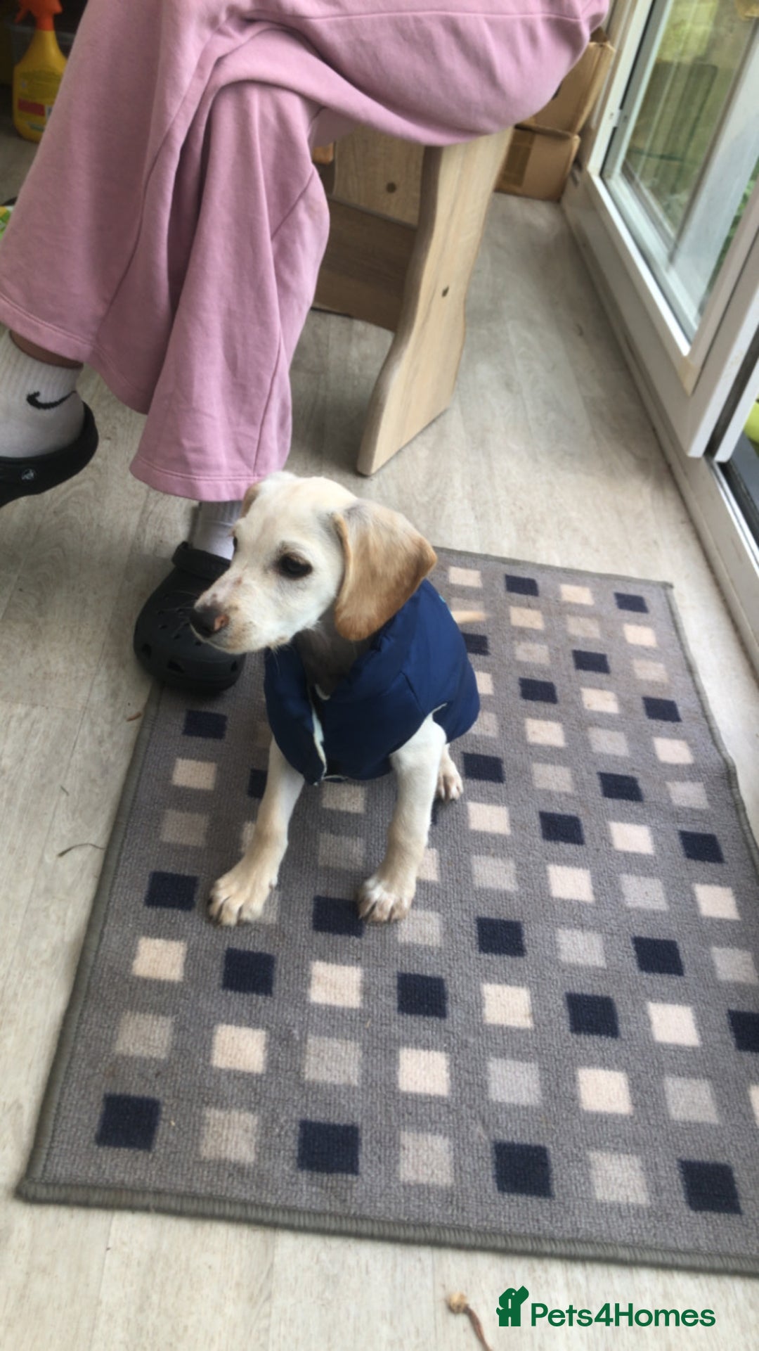 Mixed Breed dogs for sale: Milo spaniel cross jack russell pup - Image 2