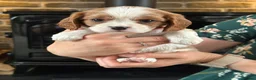 Cavalier King Charles Spaniel dogs for sale: Fully Health Tested Blenheim CKCS Puppies - Advert 38