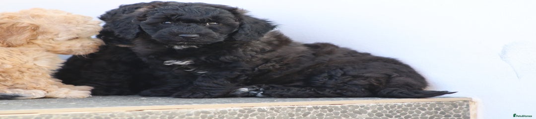 Poochon Puppy 2