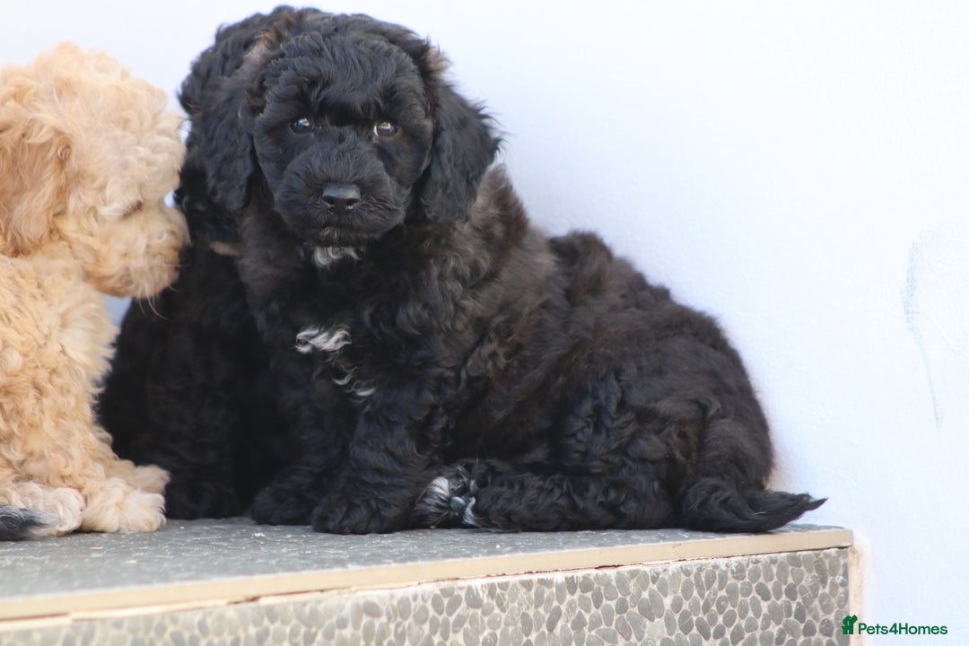 Poochon dogs for sale: F1 Poochon puppies For Sale  - Image 11