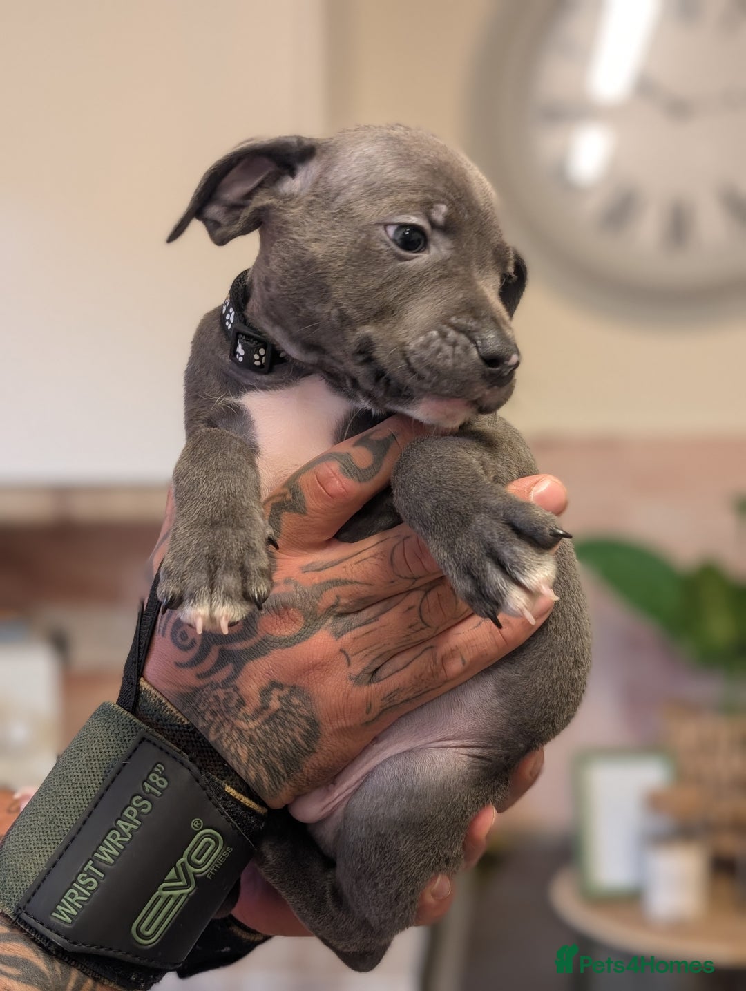 Staffordshire Bull Terrier dogs for sale: Blue/blue&white staffs - Image 18