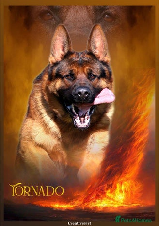 German Shepherd dogs - Advert 1