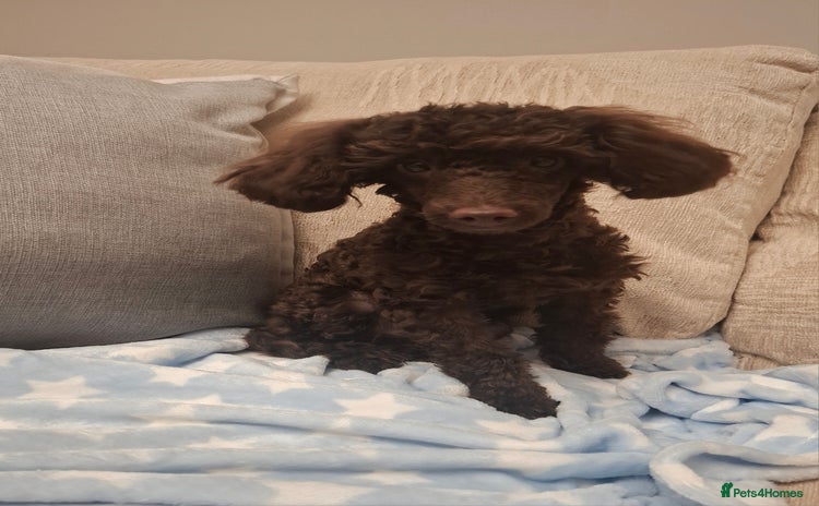 Toy Poodle dogs - Advert 1