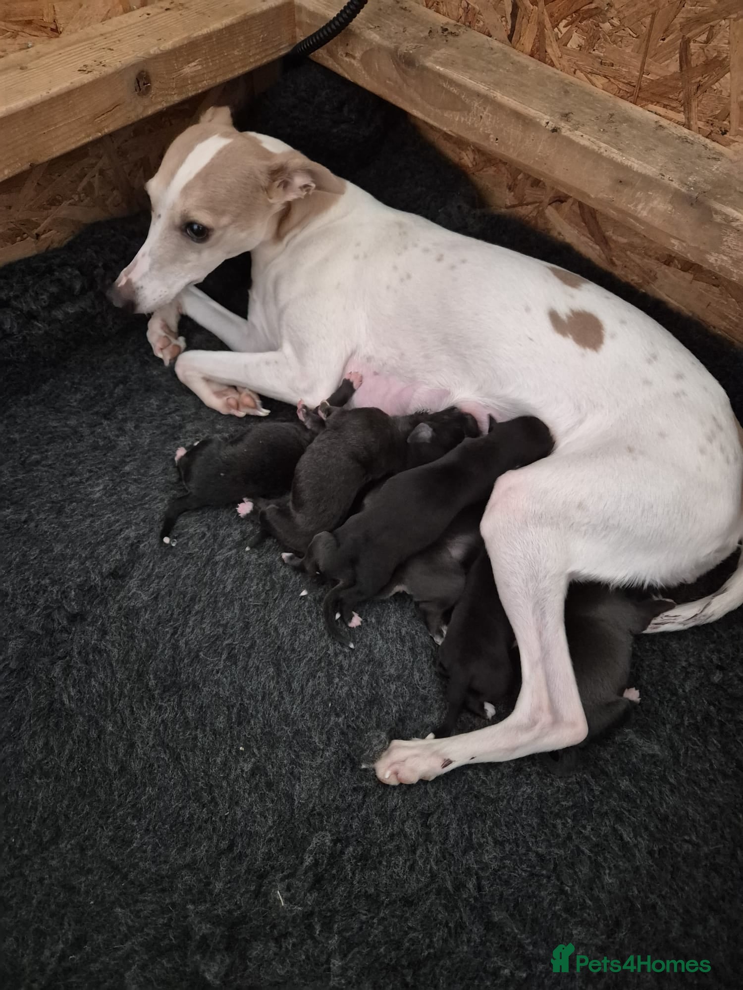 Mixed Breed dogs Whippet x Bedlington - Advert 1