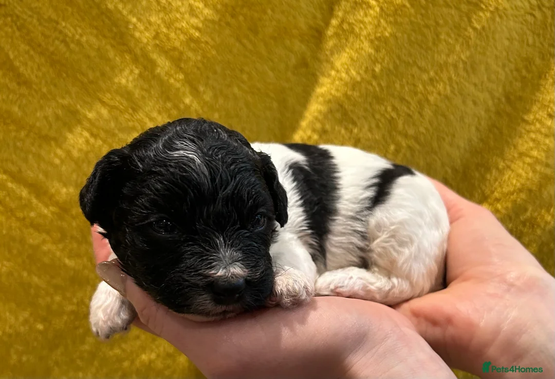 Poochon dogs for sale: Poochon Puppies- Health Tested Parents-Home Raised - Advert 5