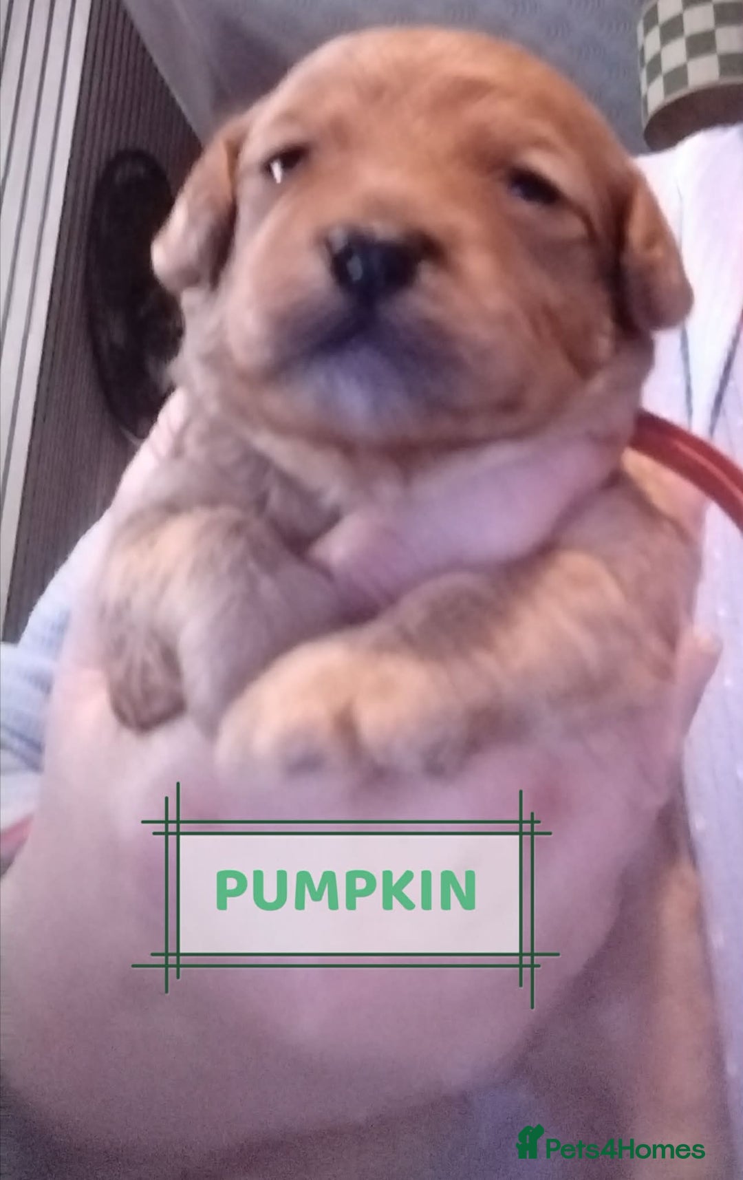 Mixed Breed dogs for sale: Adorable Maltipoo/Cockapoo Puppies - Advert 15