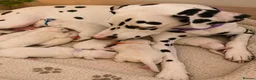 Dalmatian dogs for stud: Kc dalmatian black spot  - Advert 2