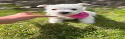 West Highland Terrier dogs for sale: Gorgeous Westie female puppies - Advert 10
