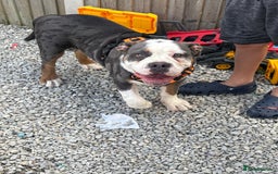 Olde English Bulldogge dogs for sale: N.E.B.B.R registered Olde English bulldog - Image 4