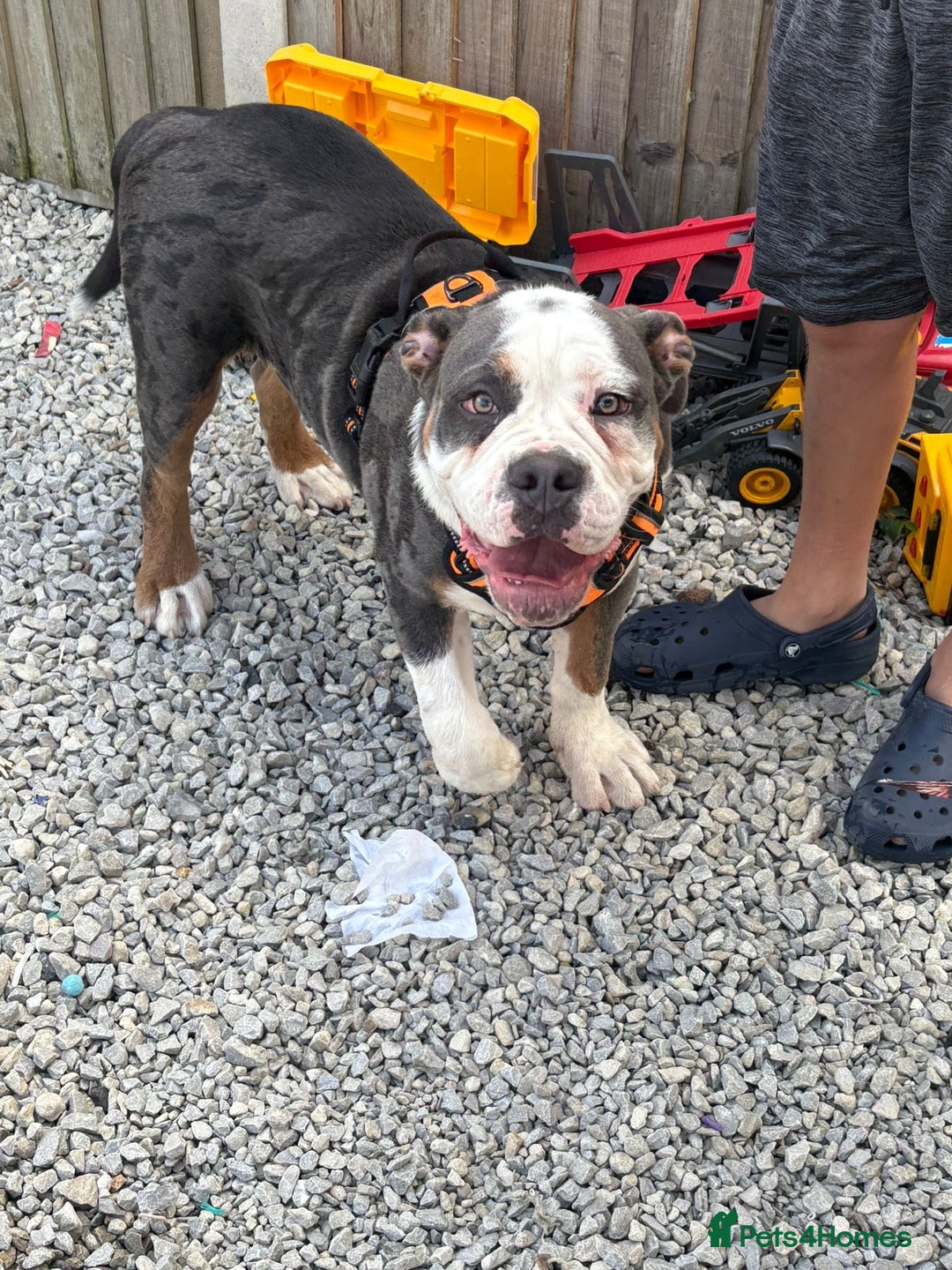 Olde English Bulldogge dogs for sale: N.E.B.B.R registered Olde English bulldog - Image 4