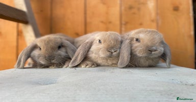 Mini Lop rabbits - Advert 4