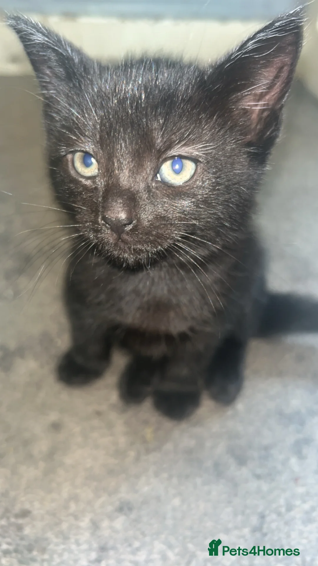 Bombay cats for sale: Bombay black kitten - Advert 4