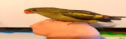 Parakeets birds for sale: Rock Pebbler/ Regents Parrot in Southminster - Advert 3