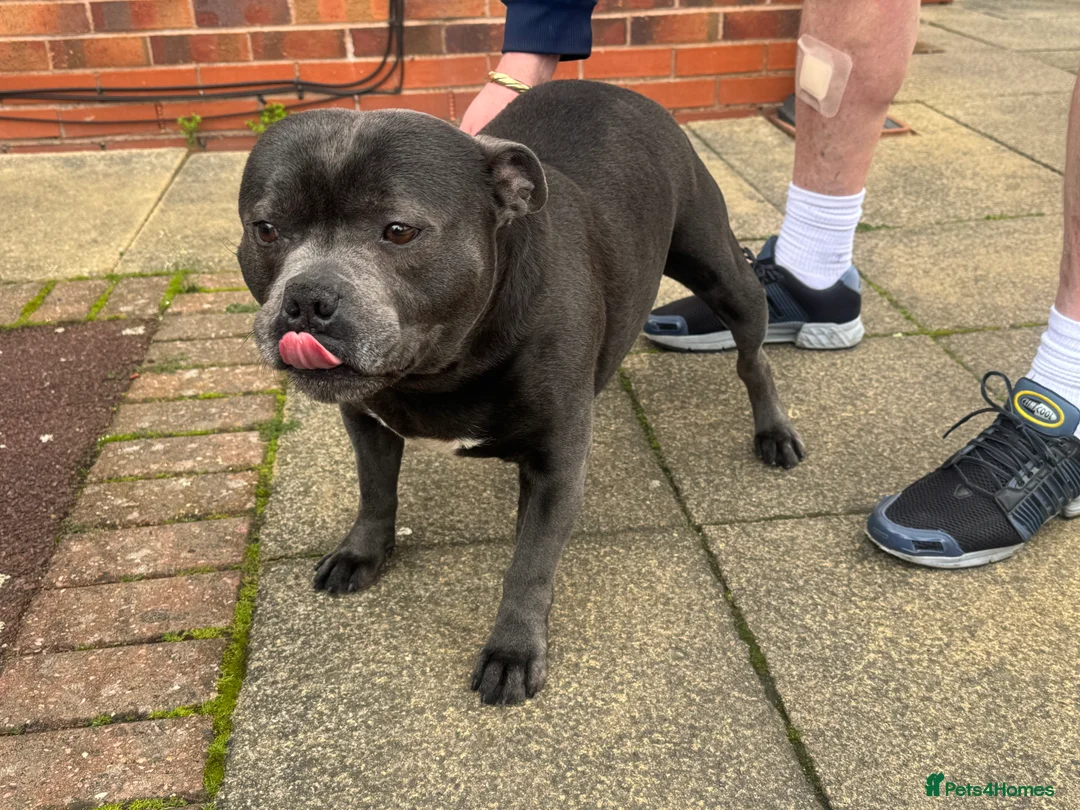 Staffordshire Bull Terrier dogs for stud: Blue Staff for Stud in Liverpool - Advert 2