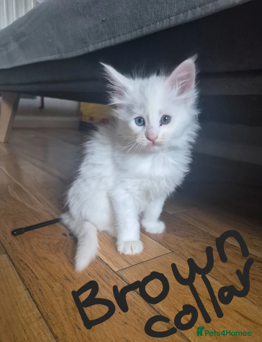 Maine Coon cats for sale: White Maine Coon Kittens  - Advert 12