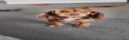 Cocker Spaniel dogs for sale: Lovely three year old cocker spaniel  - Advert 4