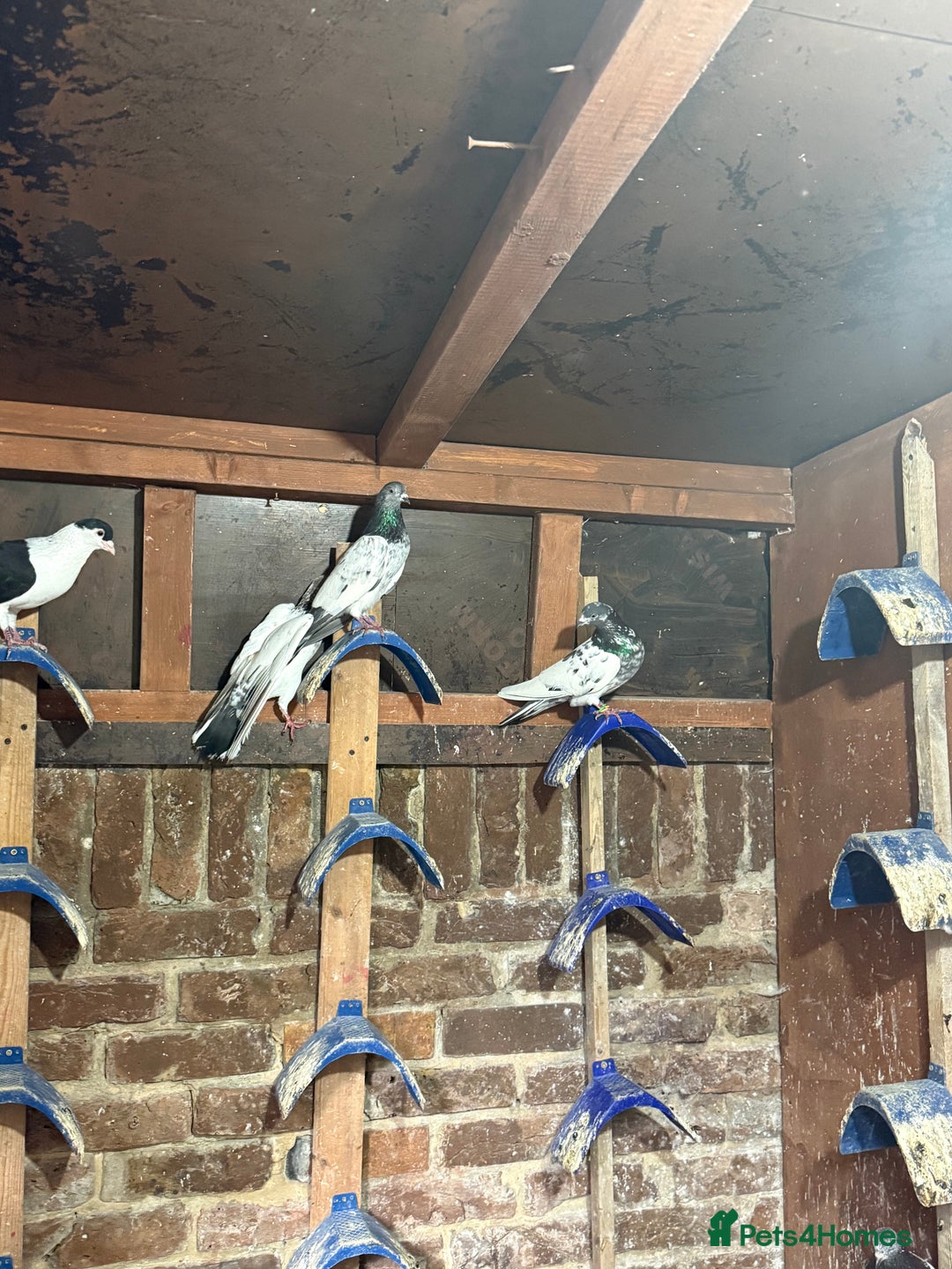 Pigeons birds for sale: Pakistani and afghani pigeons for sale  - Image 4