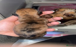 Miniature Dachshund dogs for sale: Beautiful litter of 4 miniature daschunds  - Image 13