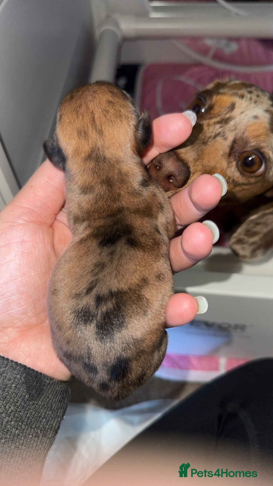 Miniature Dachshund dogs for sale: Beautiful litter of 4 miniature daschunds  - Image 13