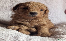 Toy Poodle dogs for sale: Tiny Red Toy Poodles Available now - Image 12