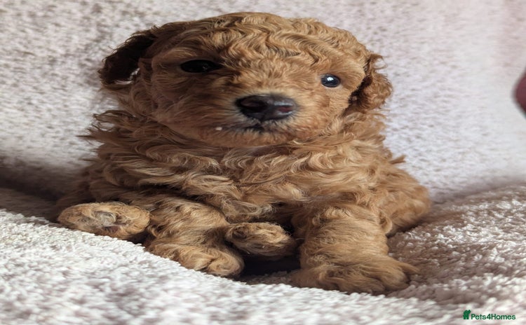 Toy Poodle dogs - Advert 1