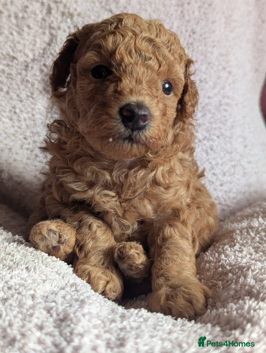 Toy Poodle dogs for sale: Tiny Red Toy Poodles Available now - Image 12