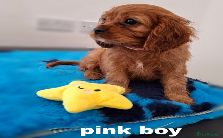 Cavalier King Charles Spaniel dogs - Advert 13
