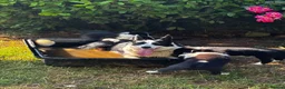 Border Collie dogs for sale: Stunning Border Collies - Advert 20