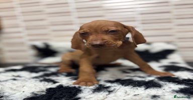 Hungarian Vizsla dogs - Advert 7