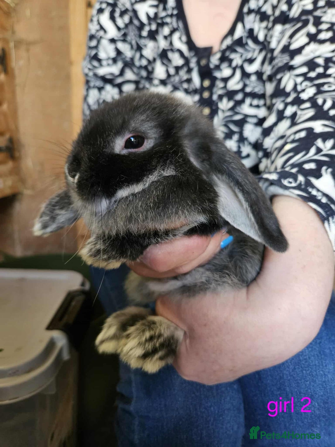 Mini Lop rabbits for sale: 8 mini lops forsale £50 each  - Image 5