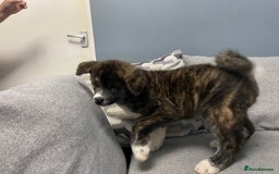 Japanese Akita Inu dogs for sale: Japonese Akita Inu - Advert 4