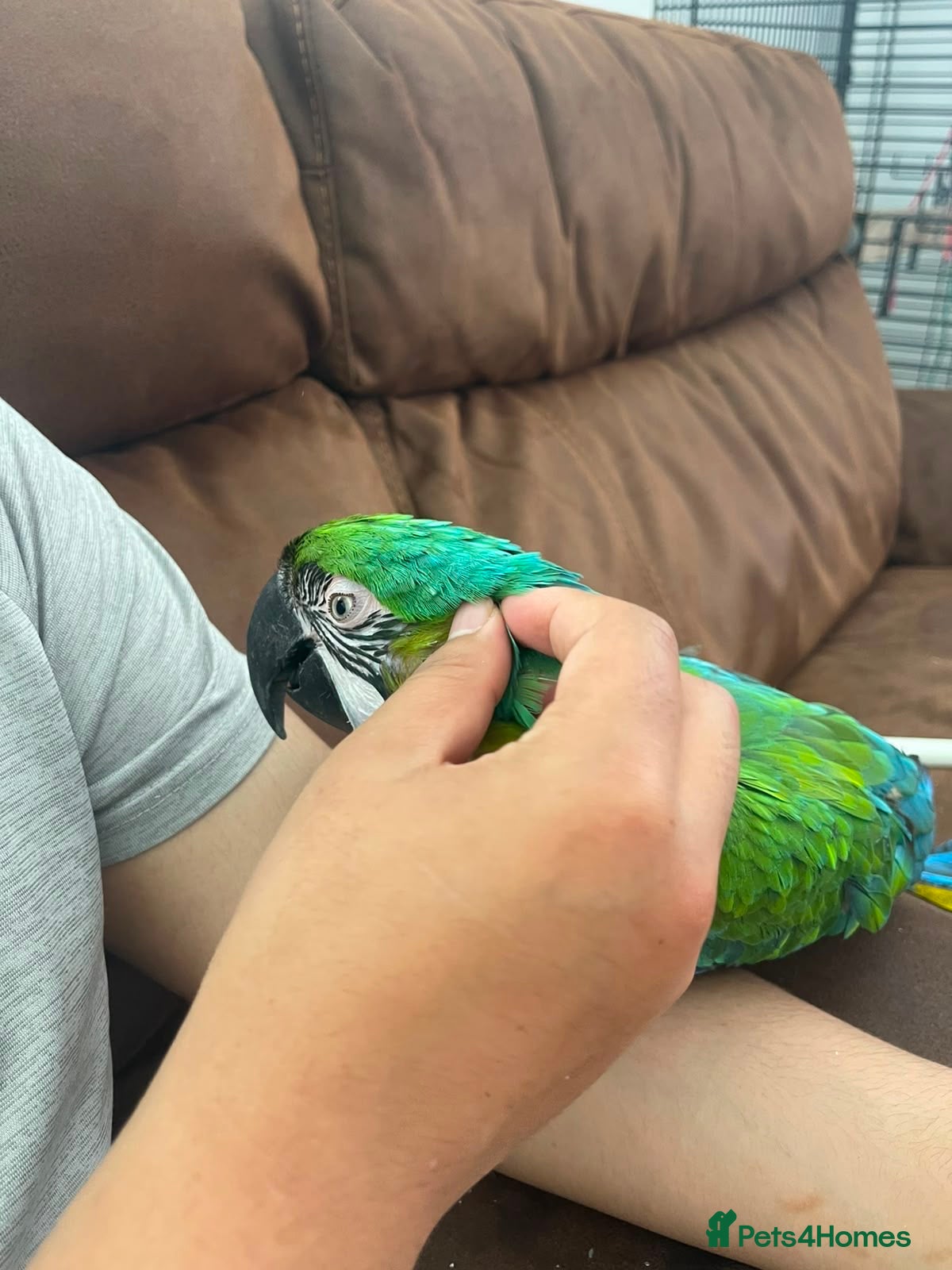 Parrots birds for sale: Rare stunning hybrid milligold macaw   in Harrow - Advert 6