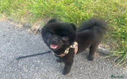 Pomeranian dogs for sale: Beautiful Pomeranians babies ready now! - Image 7