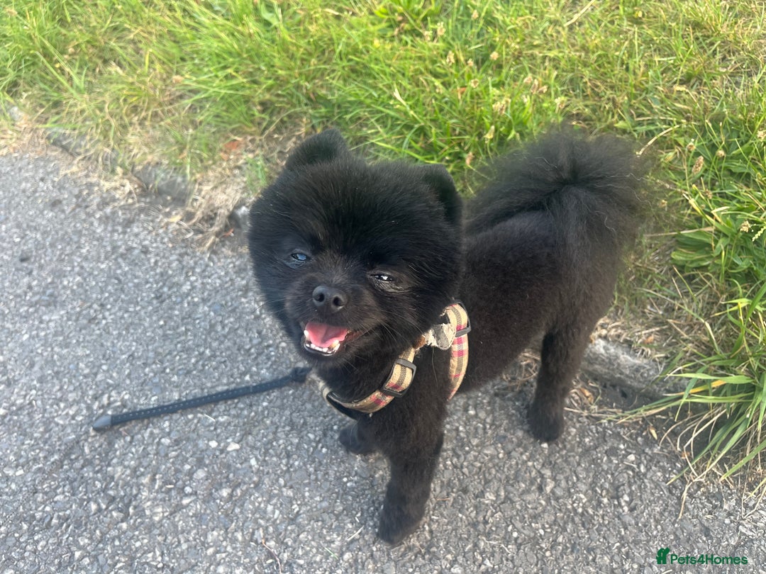 Pomeranian dogs for sale: Beautiful Pomeranians babies ready now! - Image 7