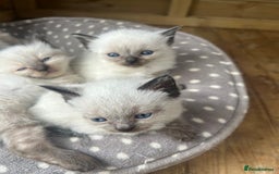 Ragdoll cats for stud: Ragdoll stud  - Image 8