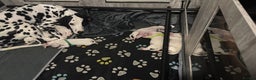 Dalmatian dogs for sale: KC Registered Dalmatian pups! - Advert 6
