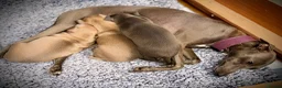 Italian Greyhound dogs for sale: KC Registered Italian Greyhound Girl Puppies - Advert 2