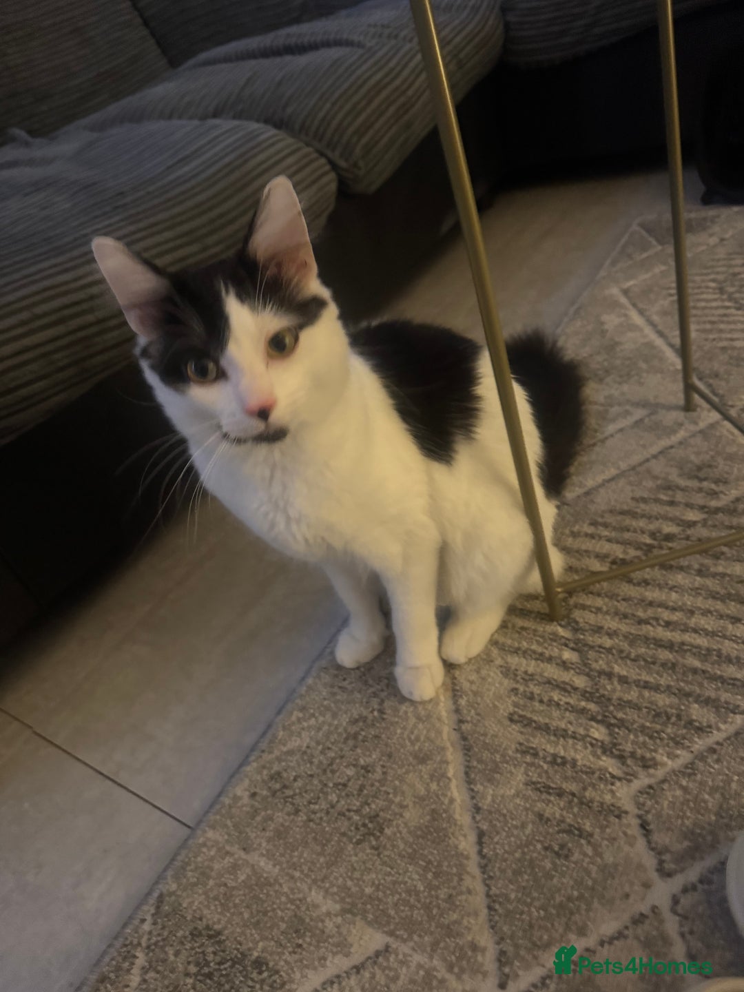 Mixed Breed cats for sale: Mixed breed 2 cats  - Advert 3