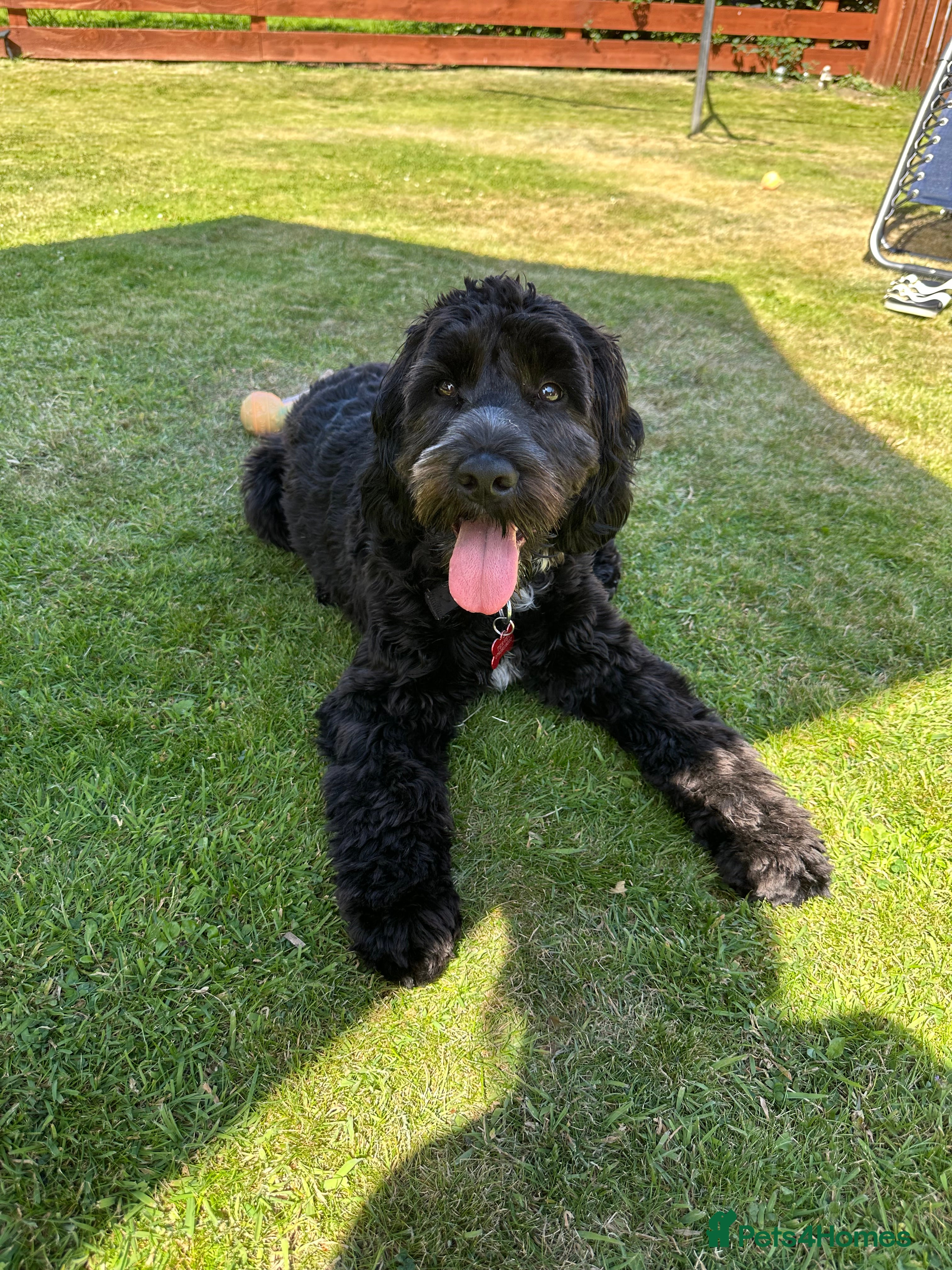 Cockapoo dogs Rio (13 month old Cockapoo)  - Advert 1