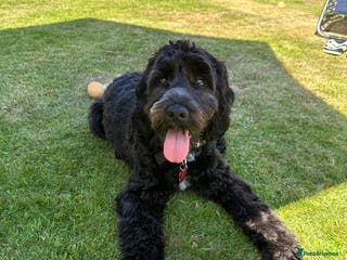Cockapoo dogs Rio (13 month old Cockapoo) - Advert 2