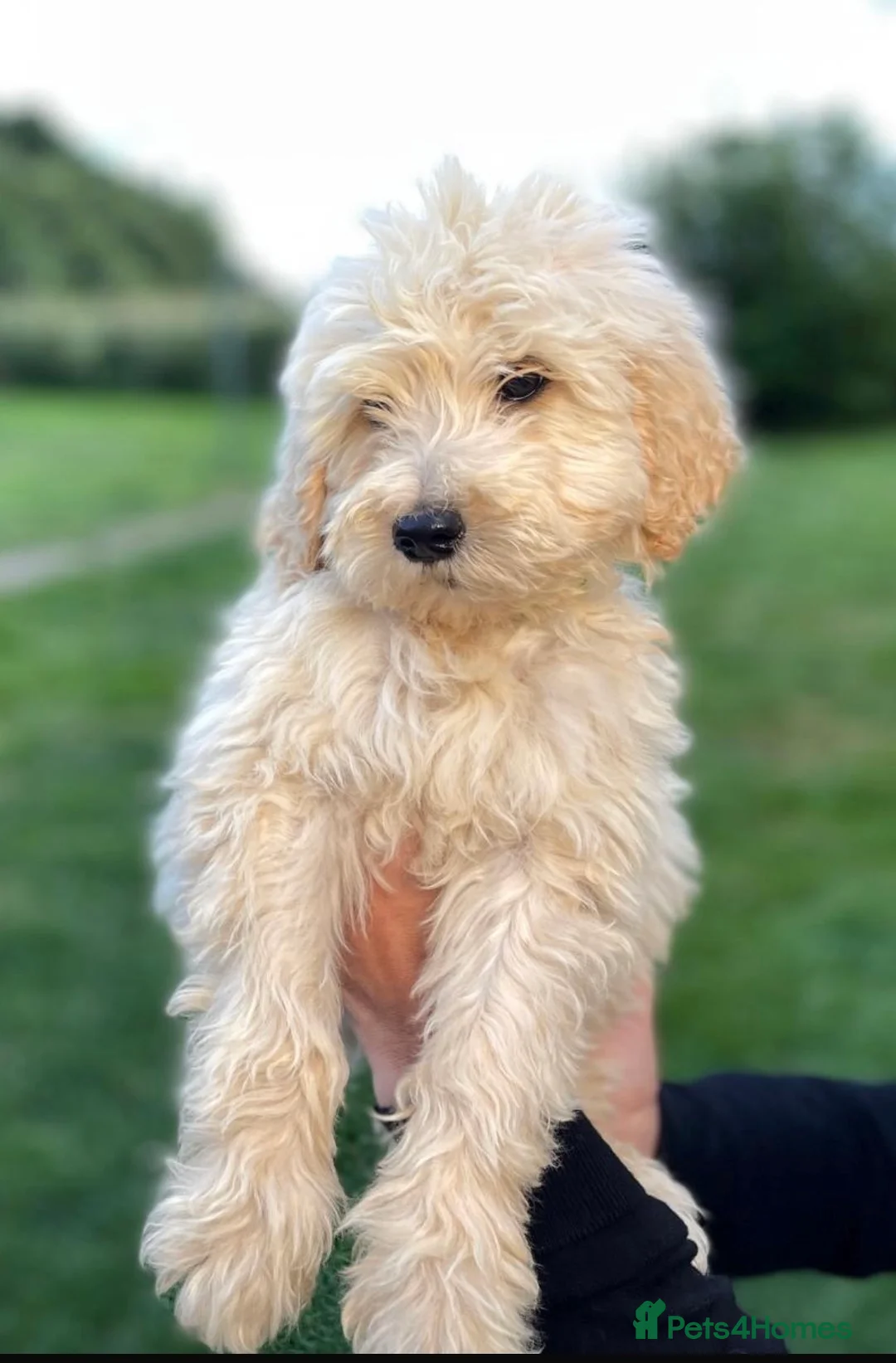 Goldendoodle dogs for sale: Standard GoldenDoodle Puppies - Advert 2