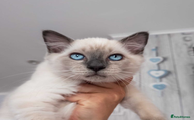 Ragdoll cats - Advert 6
