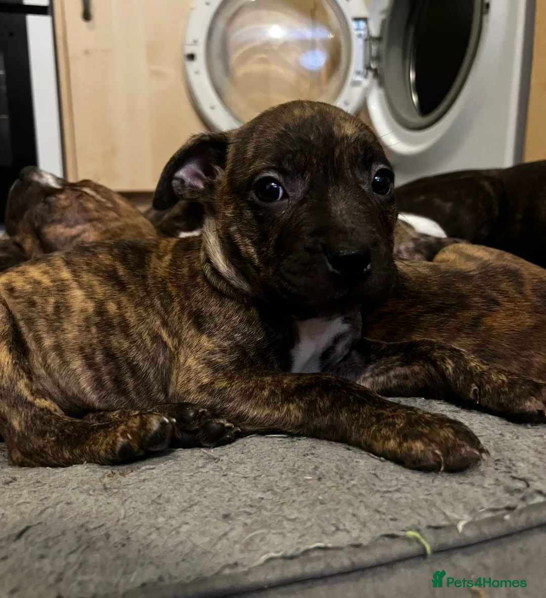 Mixed Breed dogs for sale: Blue Staffy x Boerboel – Ready for a Home - Advert 20